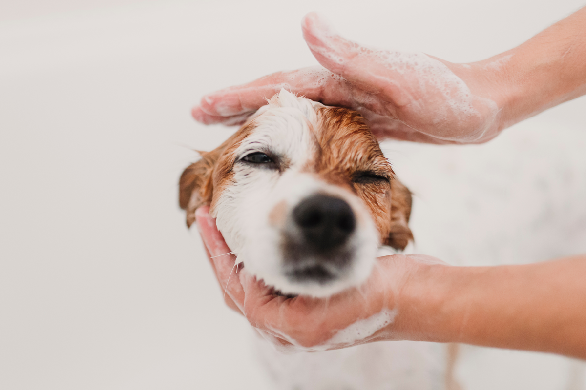 藍のしずく愛犬用トリートメント
